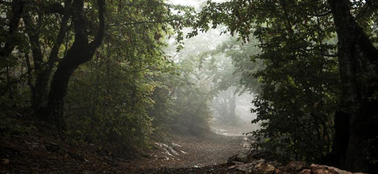 Andharban Trek Guide: Explore the Dark Forest Adventure in Sahyadri